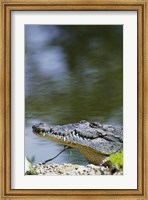 Close-up of an American Crocodile In Water Fine Art Print