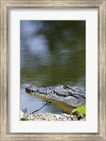 Close-up of an American Crocodile In Water Fine Art Print
