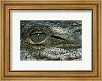 Close-up of the eye of an American Crocodile Fine Art Print
