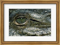Close-up of the eye of an American Crocodile Fine Art Print