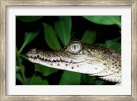 Close-up of an American Crocodile Fine Art Print