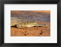 High angle view of an Australian Freshwater Crocodile Fine Art Print