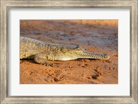 High angle view of an Australian Freshwater Crocodile Fine Art Print