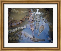 High angle view of crocodiles in a pool of water Fine Art Print