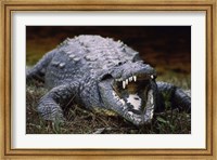 Close-up of an American Crocodile Open Mouth Fine Art Print