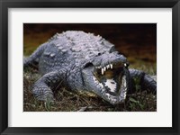 Close-up of an American Crocodile Open Mouth Fine Art Print
