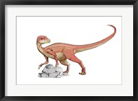 Abrictosaurus Framed Print
