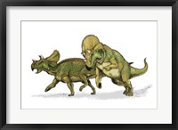 Avaceratops Framed Print