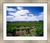 Panoramic view of vineyards, Barossa Valley, South Australia, Australia Fine Art Print