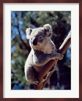 Koala on a tree branch, Australia (Phascolarctos cinereus) Fine Art Print