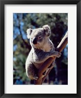 Koala on a tree branch, Australia (Phascolarctos cinereus) Fine Art Print