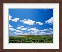 Panoramic view of vineyards, Barossa Valley, South Australia, Australia Fine Art Print