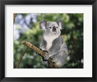 Koala on a tree branch, Lone Pine Sanctuary, Brisbane, Australia (Phascolarctos cinereus) Fine Art Print
