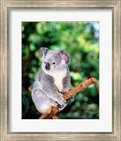 Koala on a tree branch, Lone Pine Sanctuary, Brisbane, Australia (Phascolarctos cinereus) Fine Art Print