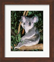 Koala sitting on a tree branch, Lone Pine Sanctuary, Brisbane, Australia (Phascolarctos cinereus) Fine Art Print