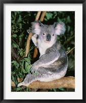 Koala sitting on a tree branch, Lone Pine Sanctuary, Brisbane, Australia (Phascolarctos cinereus) Fine Art Print