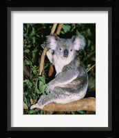 Koala sitting on a tree branch, Lone Pine Sanctuary, Brisbane, Australia (Phascolarctos cinereus) Fine Art Print