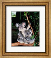 Koala and its young sitting in a tree, Lone Pine Sanctuary, Brisbane, Australia (Phascolarctos cinereus) Fine Art Print