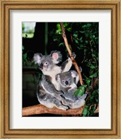 Koala and its young sitting in a tree, Lone Pine Sanctuary, Brisbane, Australia (Phascolarctos cinereus) Fine Art Print