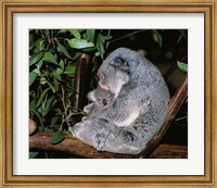 Koala hugging its young, Lone Pine Sanctuary, Brisbane, Australia (Phascolarctos cinereus) Fine Art Print