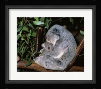 Koala hugging its young, Lone Pine Sanctuary, Brisbane, Australia (Phascolarctos cinereus) Fine Art Print