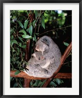 Koala hugging its young, Lone Pine Sanctuary, Brisbane, Australia (Phascolarctos cinereus) Fine Art Print
