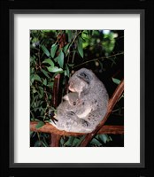 Koala hugging its young, Lone Pine Sanctuary, Brisbane, Australia (Phascolarctos cinereus) Fine Art Print