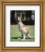 Kangaroo in a field, Lone Pine Sanctuary, Brisbane, Australia Fine Art Print