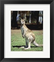 Kangaroo in a field, Lone Pine Sanctuary, Brisbane, Australia Fine Art Print