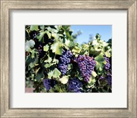 Close-up of cabernet grapes, Nuriootpa, Barossa Valley, Adelaide, South Australia, Australia Fine Art Print