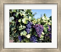 Close-up of cabernet grapes, Nuriootpa, Barossa Valley, Adelaide, South Australia, Australia Fine Art Print
