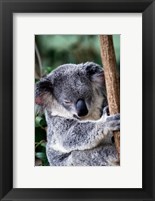 Koala Bear Australia Fine Art Print