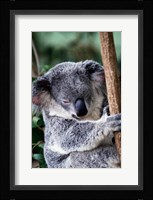 Koala Bear Australia Fine Art Print