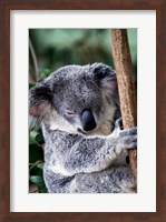 Koala Bear Australia Fine Art Print