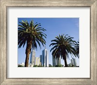 Palm trees in a city, Melbourne, Australia Fine Art Print