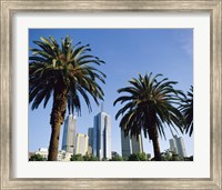 Palm trees in a city, Melbourne, Australia Fine Art Print
