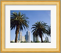 Palm trees in a city, Melbourne, Australia Fine Art Print