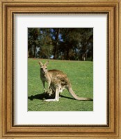 Kangaroo carrying its young in its pouch, Australia Fine Art Print