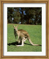 Kangaroo carrying its young in its pouch, Australia Fine Art Print