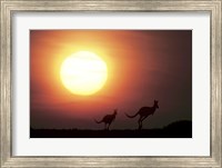 Kangaroos Australia Fine Art Print