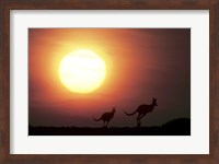 Kangaroos Australia Fine Art Print