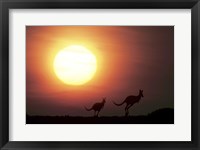 Kangaroos Australia Fine Art Print