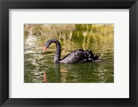 Black swan (Cygnus atratus) swimming in a pond, Australia Fine Art Print