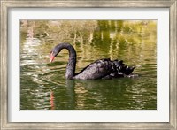Black swan (Cygnus atratus) swimming in a pond, Australia Fine Art Print
