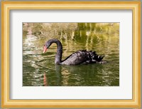 Black swan (Cygnus atratus) swimming in a pond, Australia Fine Art Print