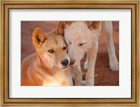 Close-up of two dingoes, Australia Fine Art Print