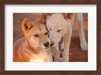 Close-up of two dingoes, Australia Fine Art Print