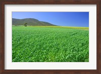 Panoramic view of a wheat field, Eyre Peninsula, Australia Fine Art Print