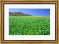 Panoramic view of a wheat field, Eyre Peninsula, Australia Fine Art Print