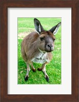 Portrait of a kangaroo, Australia Fine Art Print